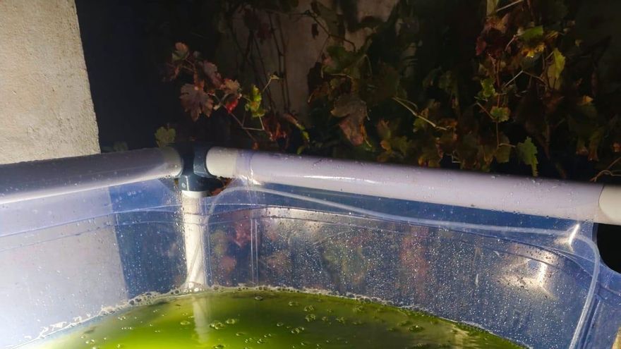 Algas para las lechugas: biotecnología sevillana por una agricultura sostenible