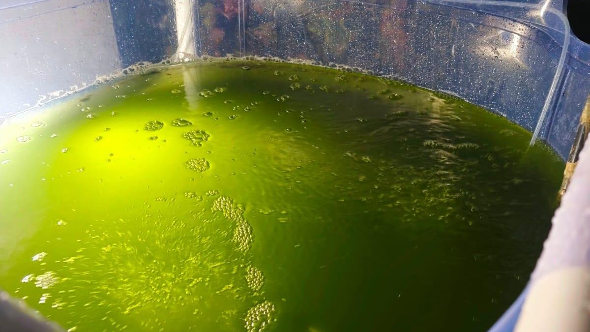 Algas para las lechugas: biotecnología sevillana por una agricultura sostenible