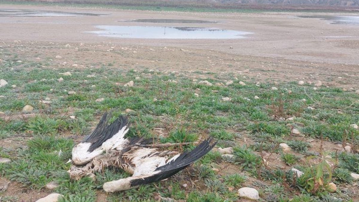 Una cigüeña muerta en un paraje de la provincia de Toledo, víctima de la gripe aviar, en una imagen difundida por Ecologistas en Acción