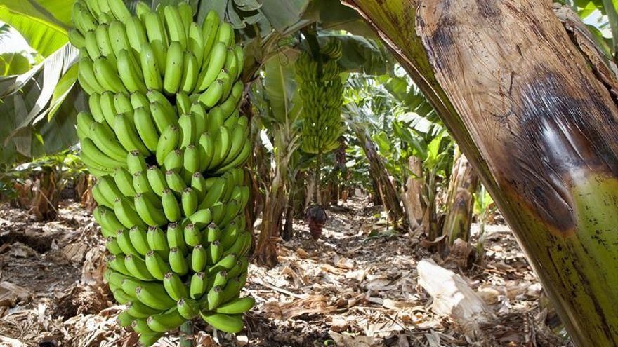 El sector platanero canario alerta de la "ruina" que supone la nueva ley de cadena alimentaria para la fruta isleña