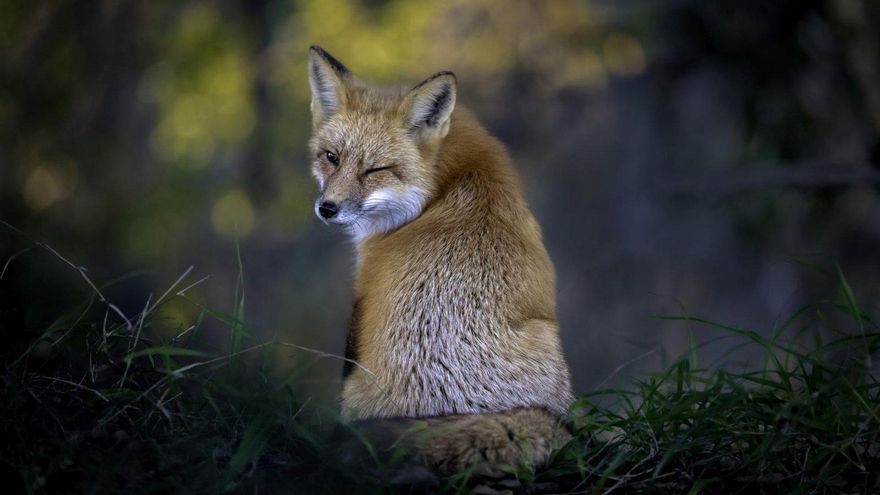 Caídas y pingüinos enfadados: las finalistas de los Comedy Wildlife Photo, los premios a la naturaleza involuntariamente cómica