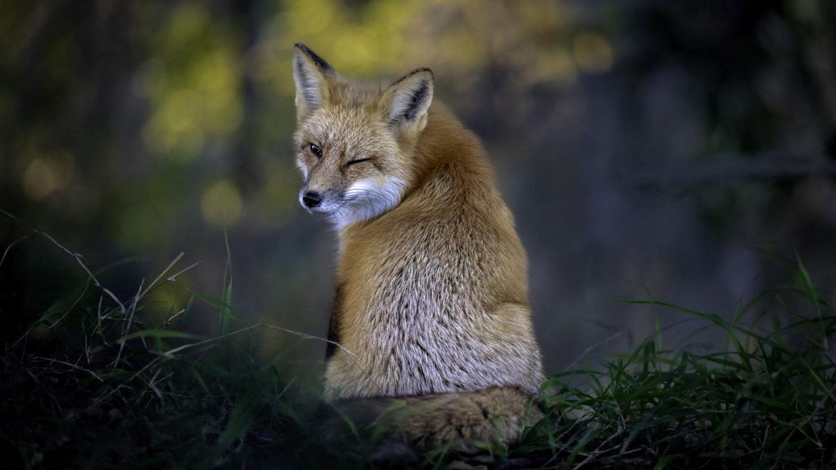 Caídas y pingüinos enfadados: las finalistas de los Comedy Wildlife Photo, los premios a la naturaleza involuntariamente cómica