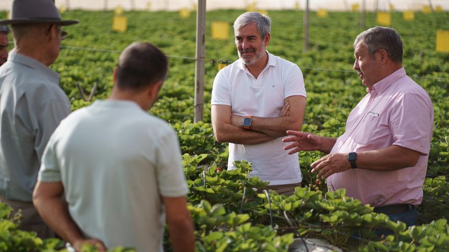 El presidente del Gobierno de Canarias, Fernando Clavijo (2d), junto al presidente de la COAG Canarias, Rafael Hernández (d), durante el encuentro que mantuvo este jueves con agricultores y en el que recorrió varias fincas hortofrutícolas de la Sociedad Agraria de Transformación SAT, en el municipio de Güímar (Tenerife)
