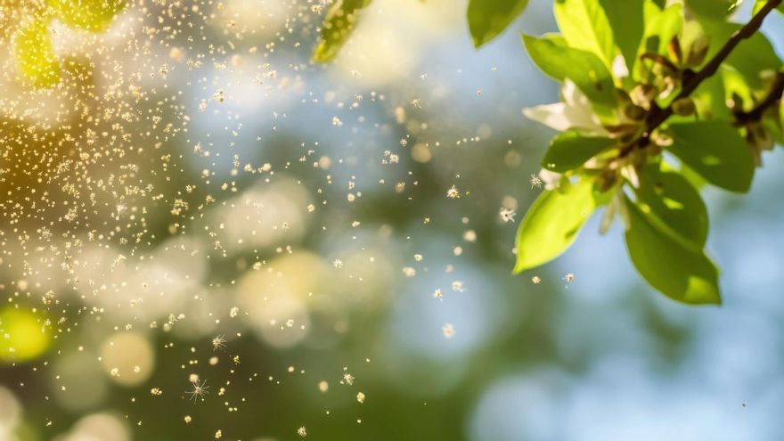 La tormenta perfecta para los alérgicos: el polen del olivo y las gramíneas, al alza tras un invierno lluvioso