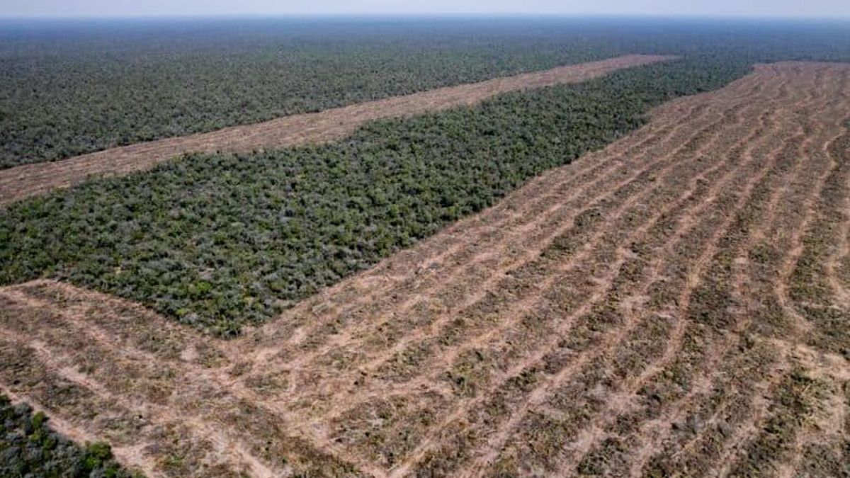 La investigación revela seis dispositivos administrativos que se utilizaron para avalar el desmonte o deforestación en la provincia de Chaco. Foto: cortesía Martín Katz/Greenpeace Argentina