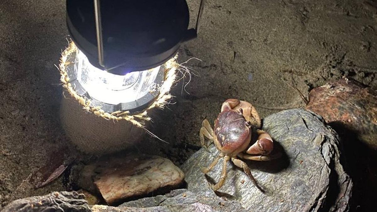 Uno de los cientos de cangrejos que habitan Playa Coco