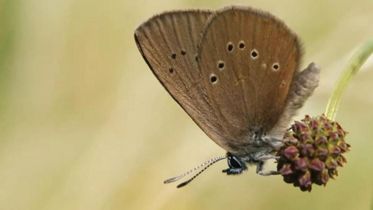 Este pequeño invertebrado, catalogado como uno de los más amenazados de toda Europa, fue descubierto en la zona durante unos trabajos de catalogación