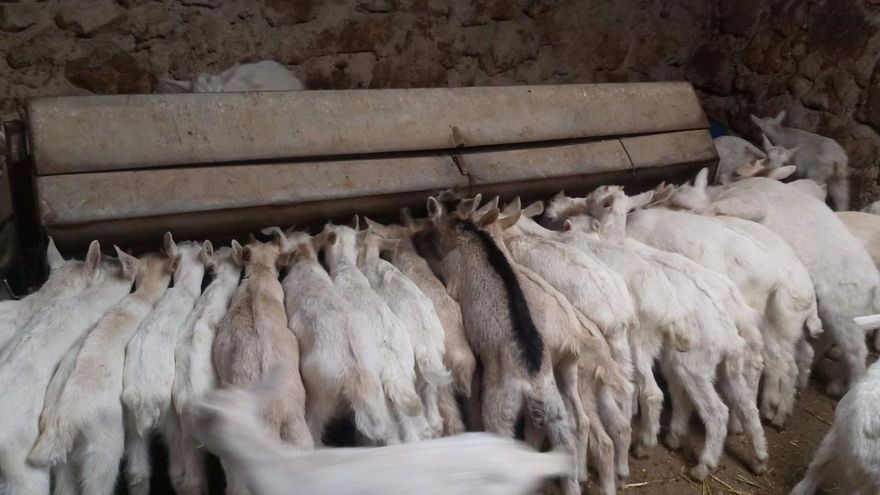 Publicados los mataderos de Ciudad Real, Toledo y Cuenca que pueden sacrificar animales tras la viruela ovina