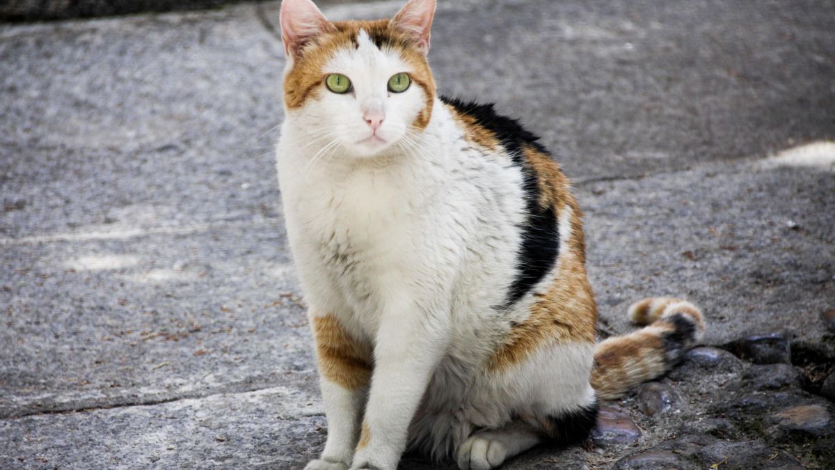 Gato doméstico.