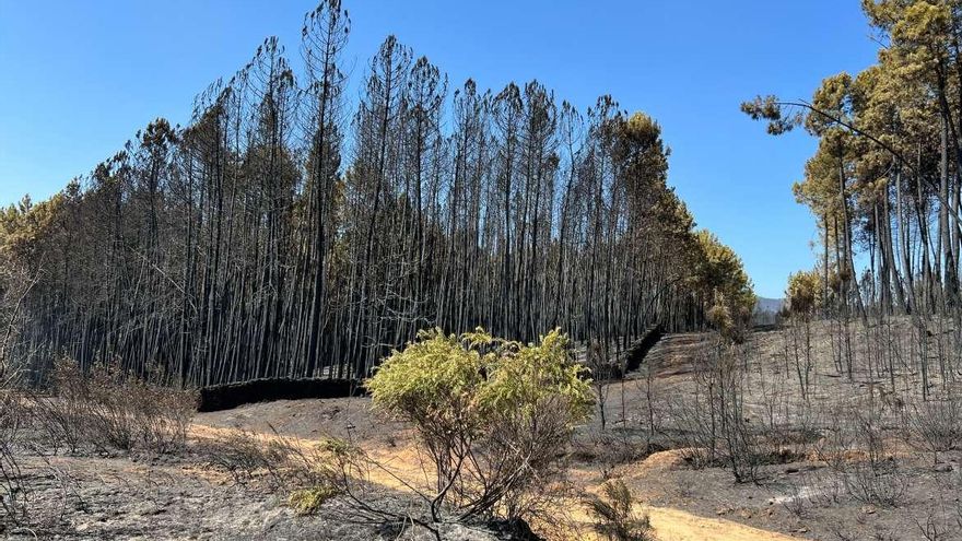 El fuego asoló 1.082 hectáreas forestales esta semana en Extremadura, 1.012 en sierra de Gata