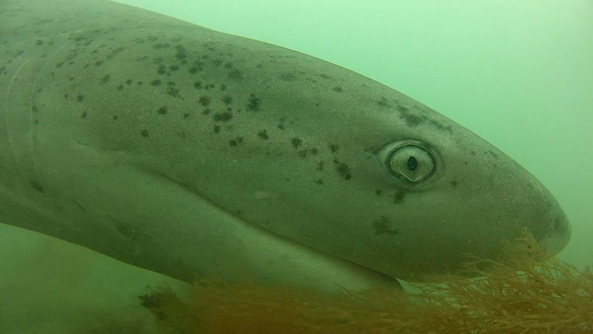 Gatopardo visto mediante estaciones de video subacuáticas con cebo (BRUVs) en Chubut, Patagonia argentina.