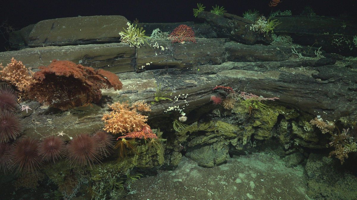 Chile: los montes submarinos de Juan Fernández no se recuperan de la pesca de arrastre 20 años después de su prohibición