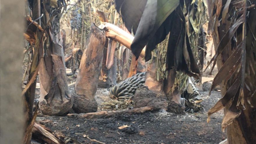Plataneras quemadas por el fuego.