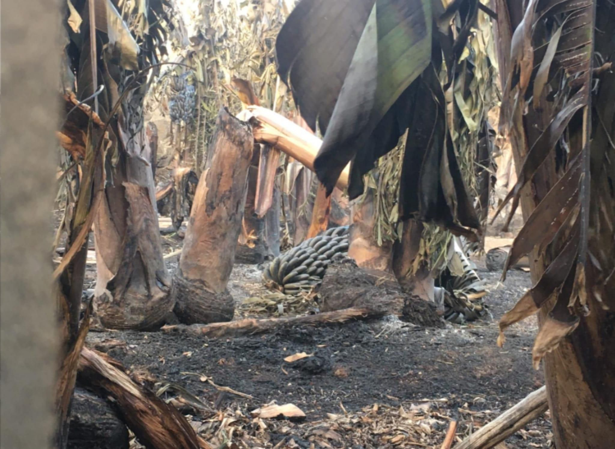 Plataneras quemadas por el fuego.