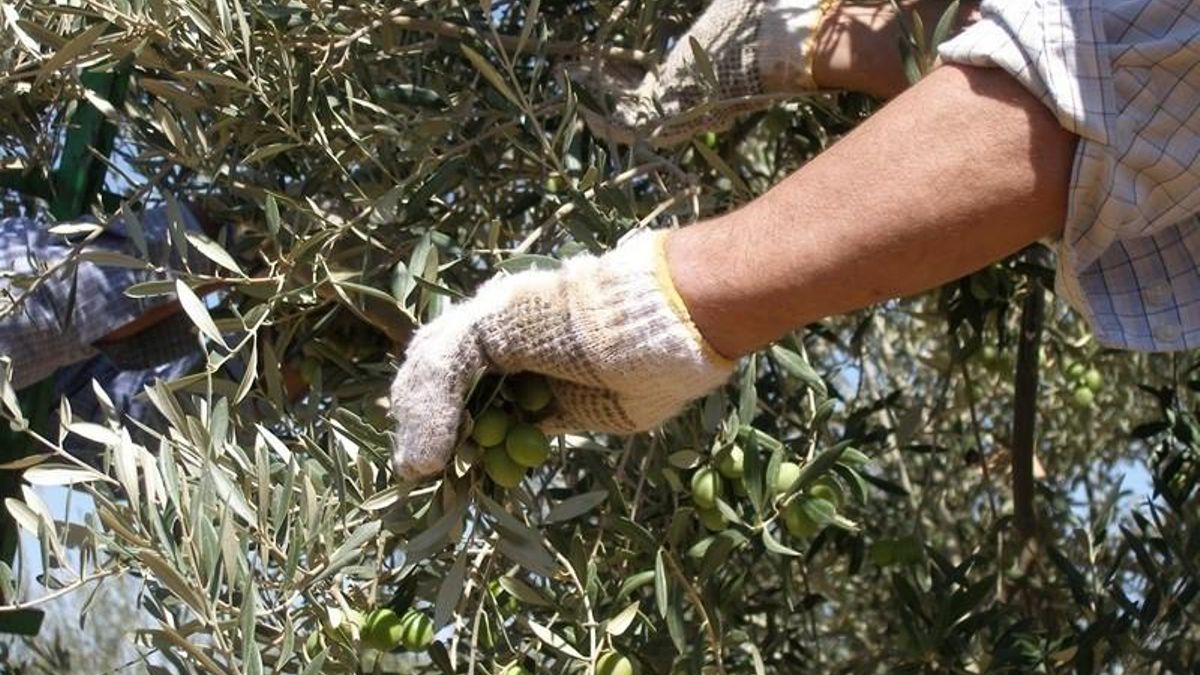 Muere en Utrera un trabajador que recogía aceitunas al caer a un pozo tras hundirse la placa que lo tapaba
