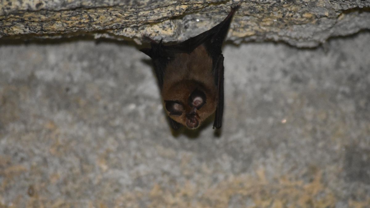 La investigación redefine cómo se evalúa el riesgo entre especies