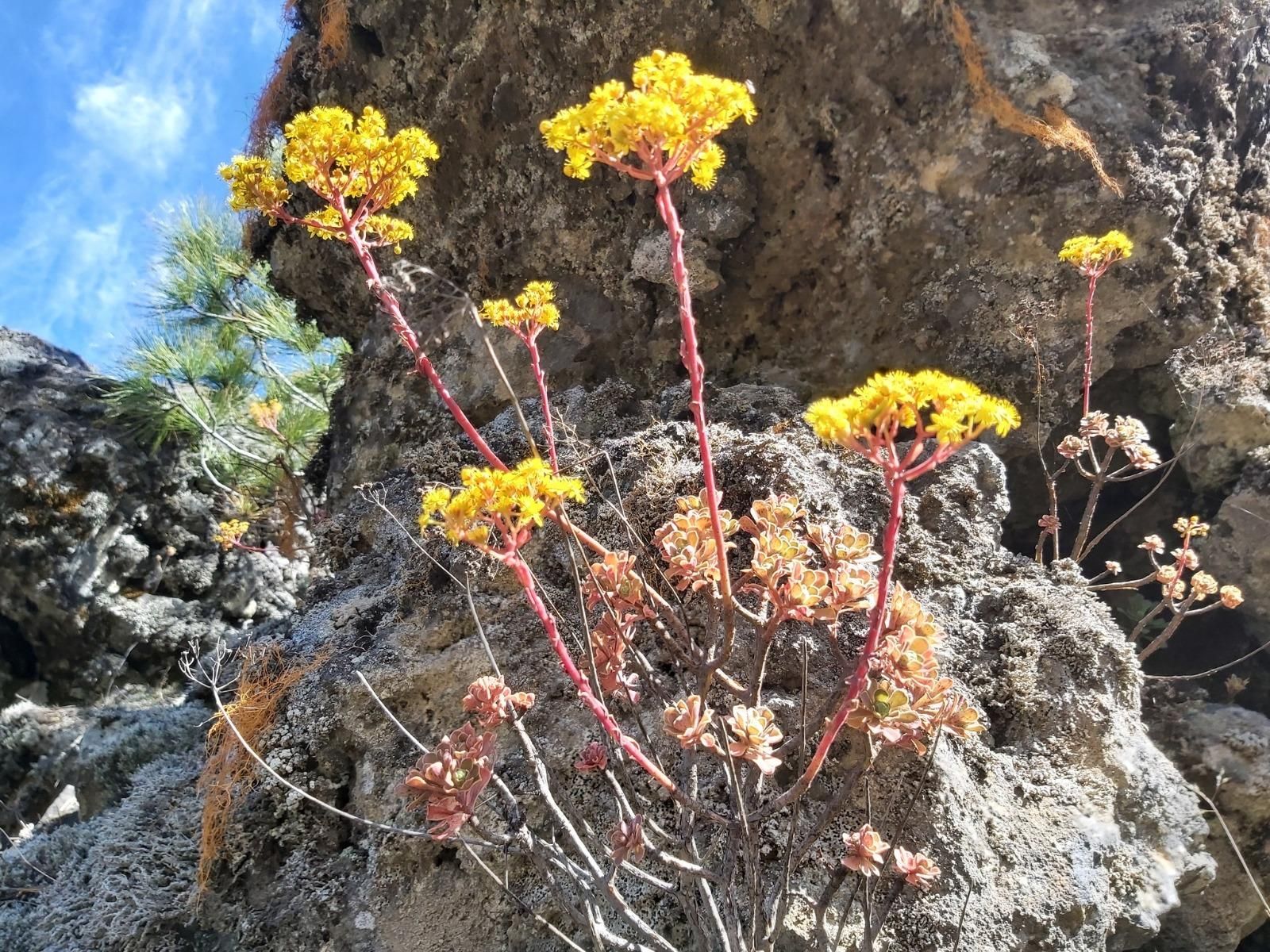 Sayón (Aeonium spathulatum).
