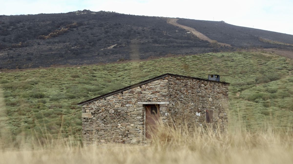 La Junta de Castilla y León calcula que en Zamora hay 29.000 hectáreas quemadas por los tres mayores incendios