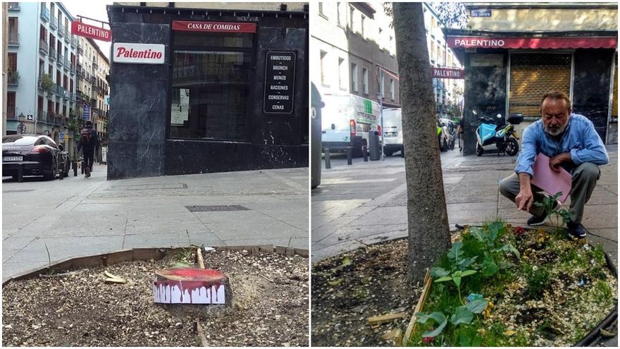 A la izquierda, acción que denuncia la tala del árbol. A la derecha, imagen de archivo en la que aparece Juan Pérez, 'el jardinero de Pez', junto al desaparecido almez | SOMOS MALASAÑA