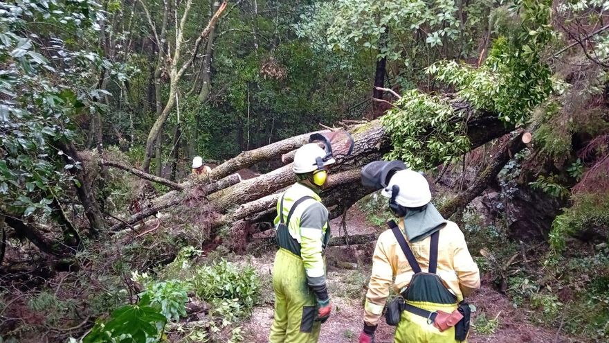 Un árbol caído por el viento en Tenerife.