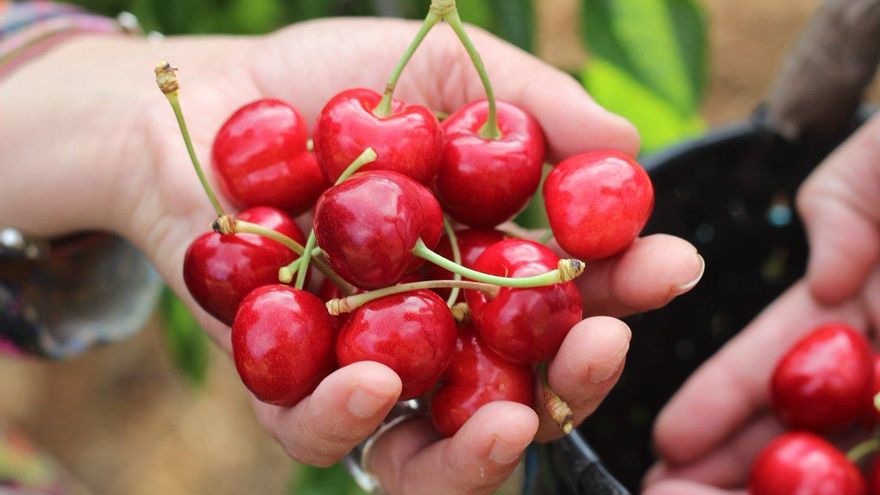 El plazo para trabajar como almacenista en la próxima campaña de cerezas, abierto