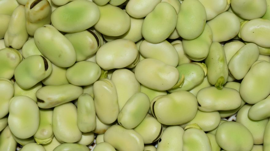 Este plato típico de la cocina catalana es perfecto para disfrutar las habas en plena temporada
