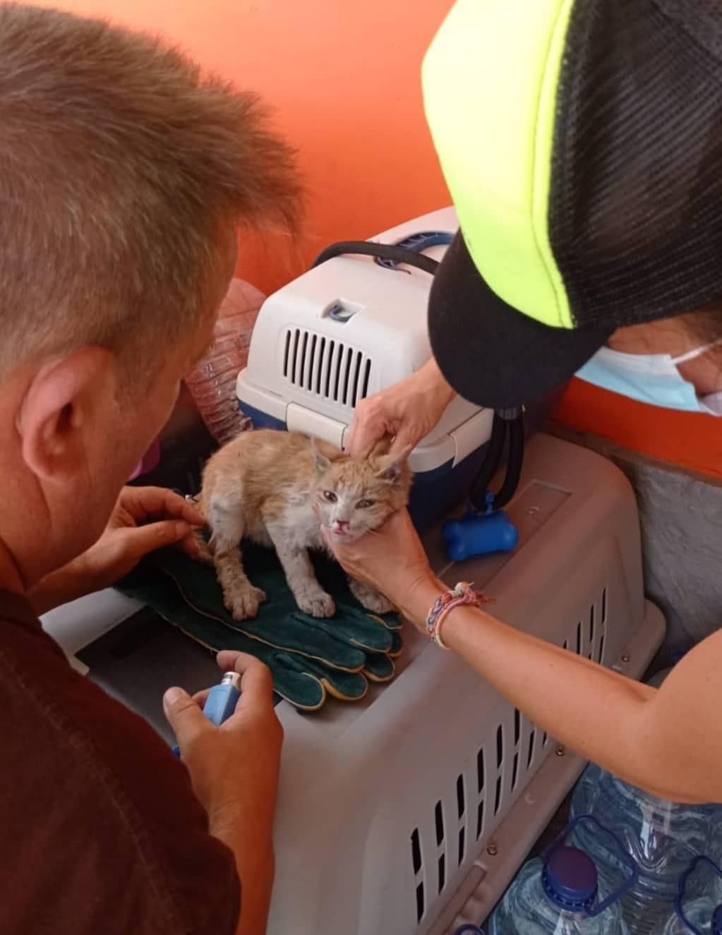 Un gatito recibe cuidados. Foto: AANIPAL