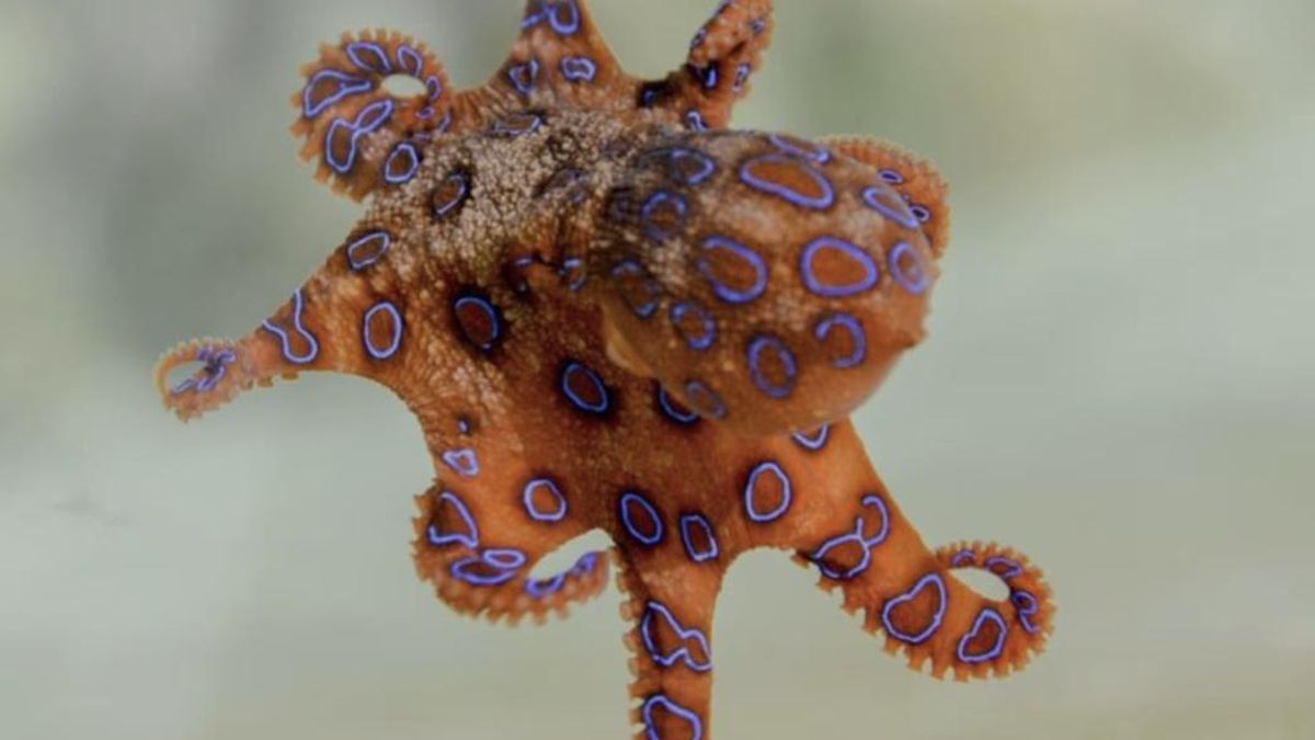 Este pulpo mide como una bola de golf y por sus glándulas salivales, con las que atrapa a sus presas, es de los animales más venenosos del mundo