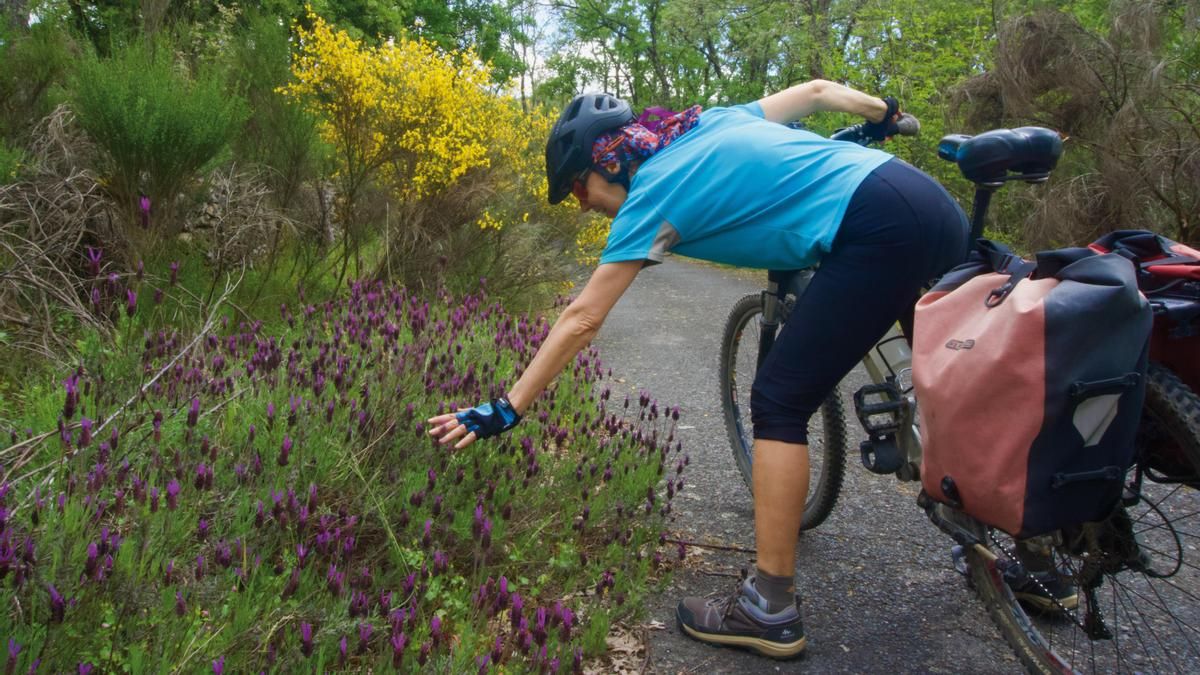 Cantueso y retama en flor