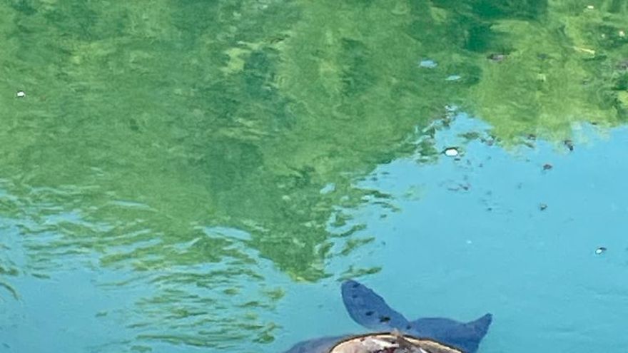 La Federación de Cazadores advierte de la "trampa mortal" que supone el trasvase Tajo-Segura para los corzos