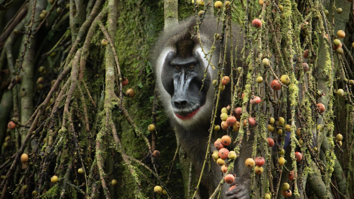 Este paraíso está calificado por la comunidad científica como una de las áreas de mayor prioridad para la conservación de primates en todo el continente africano
