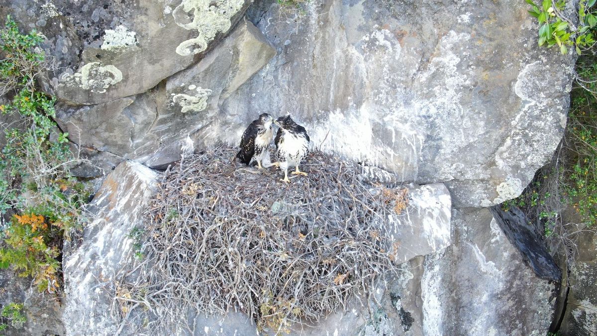 Polluelos de aguilucho de cola rojiza (Buteo ventralis) en su nido. Foto: cortesía Tomás Rivas Fuenzalida