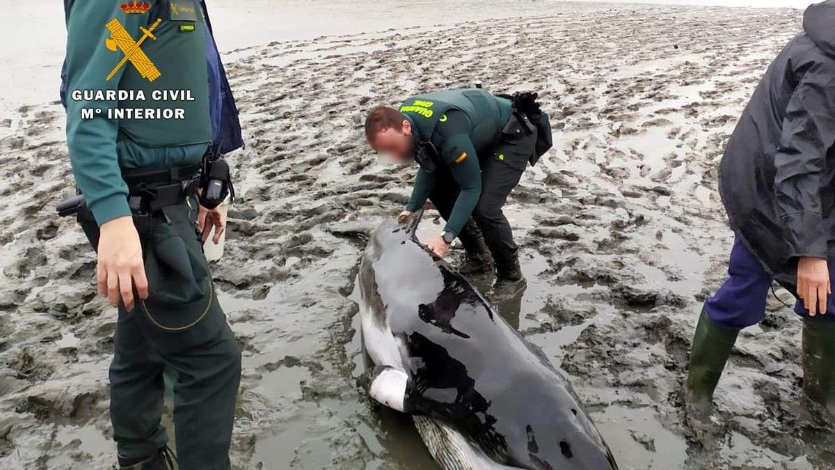 La Guardia Civil intentó mantener con vida al animal.