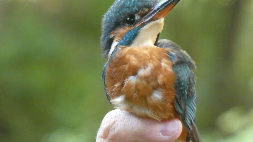 Ya se conocen los nominados en los premios a las mejores y peores conductas ambientales en Guadalajara