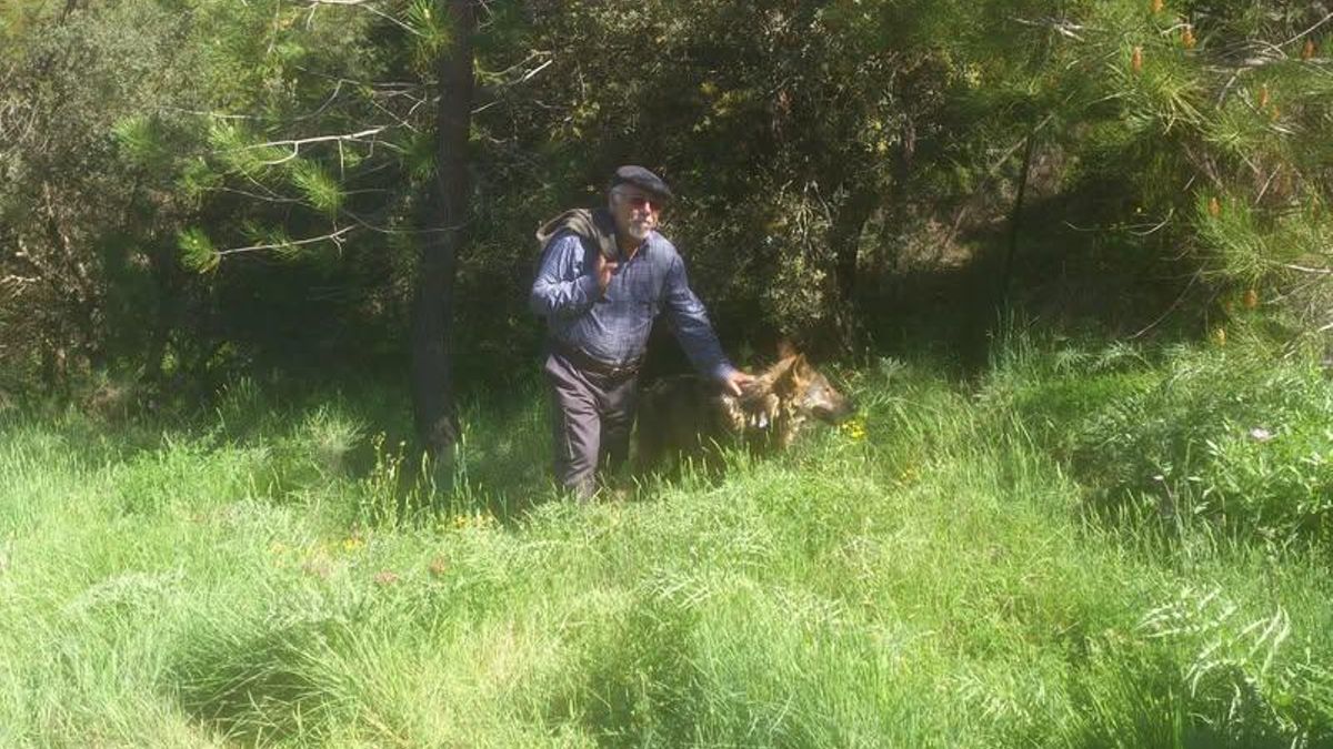 Jorge  Escudero, fundador del Centro de Educación Ambiental 'La Dehesa', con un lobo ibérico
