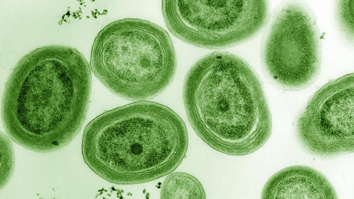 La cianobacteria que más oxígeno produce en el planeta peligra por el calentamiento: “No sabemos qué pasará”