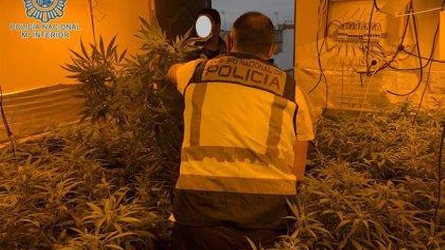 La Fiscalía de Sevilla pide endurecer las penas por las plantaciones 'indoor' de marihuana para evitar cortes de suministro eléctrico