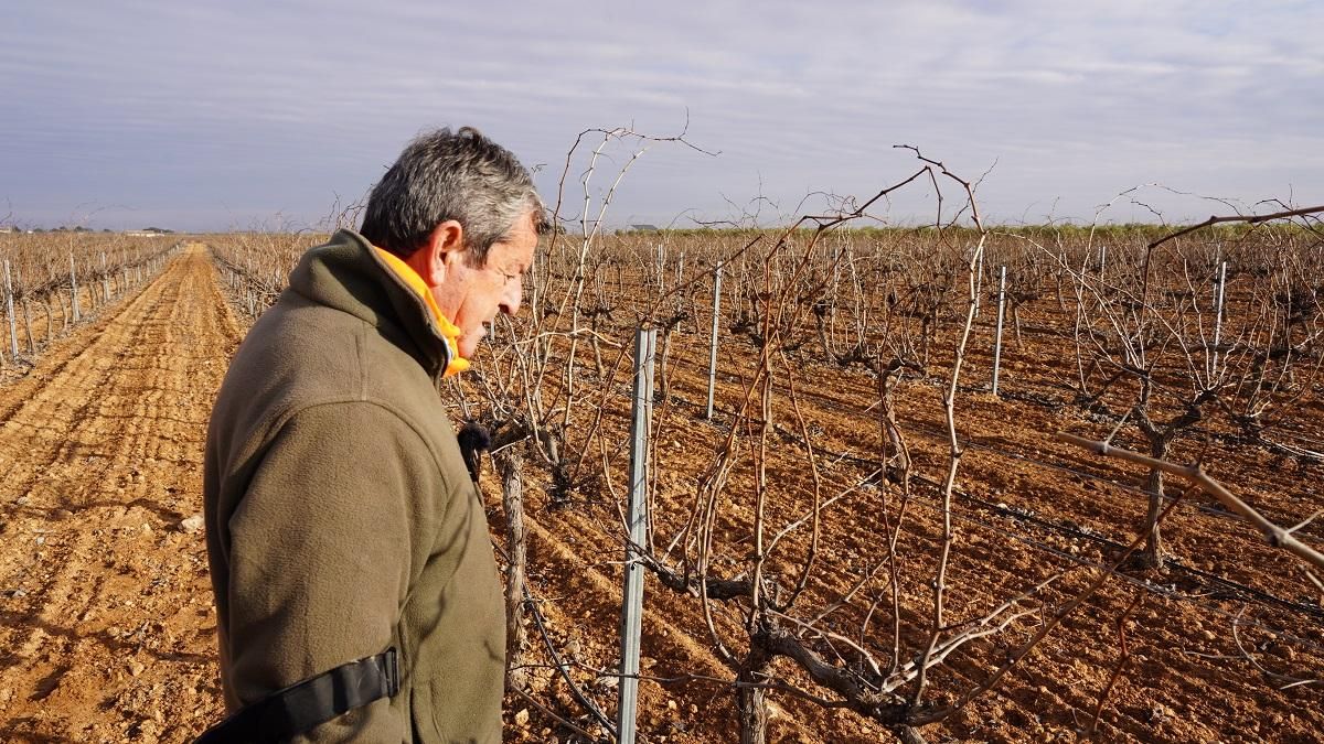 Miguel Luis Casero, vocal de la DO y agricultor, observa el viñedo en espaldera