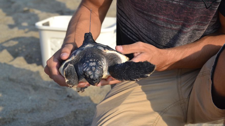 Una de las tortugas con geolocalizador