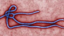 Imagen sin fechar facilitada por el centro de prevención y control de enfermedades que muestra el virus del ébola creado por el centro de microbiología de Cynthia Goldsmith./ Efe
