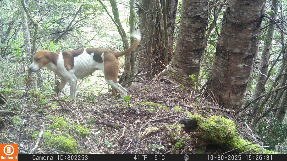 Un perro captado en un bosque en la región de Aysén. Foto: cortesía Fotomonitoreo Nacional/Snapshot Chile