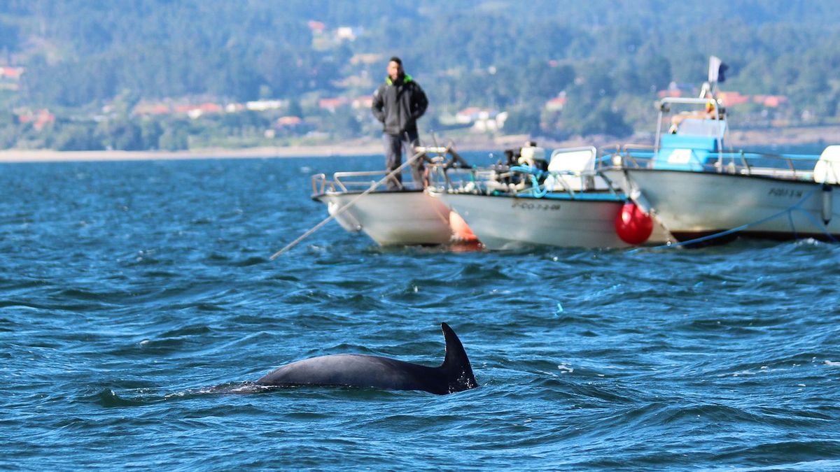 Galicia, territorio de delfines solitarios: casi todos los casos registrados desde los 70 en España se concentran en las rías