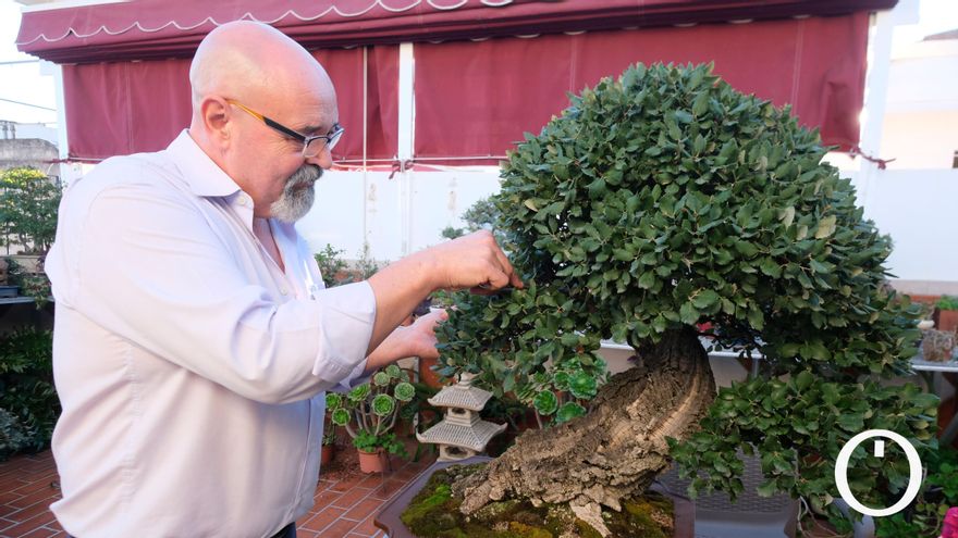 El cultivo del bonsái: la milenaria tradición oriental arraigada en Córdoba desde hace décadas