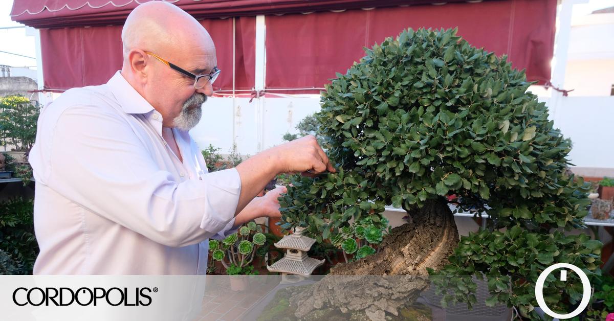 El cultivo del bonsái la milenaria tradición oriental arraigada en