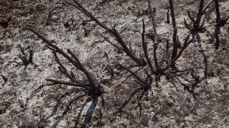 Controlado el incendio en Ribafrecha (La Rioja), con 6 hectáreas quemadas