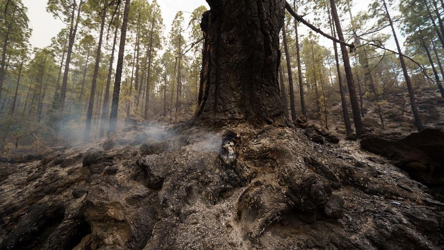 El Cabildo de Tenerife amplía la prohibición del acceso a todos los montes de la isla durante el fin de semana