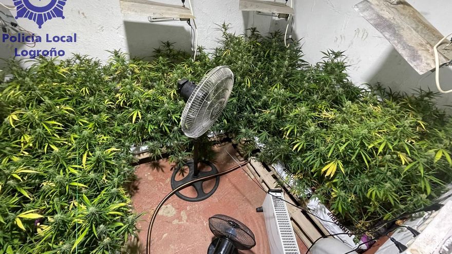 Una llamada a la Policía Local de Logroño permite desmantelar un cobertizo con cerca de 400 plantas de marihuana