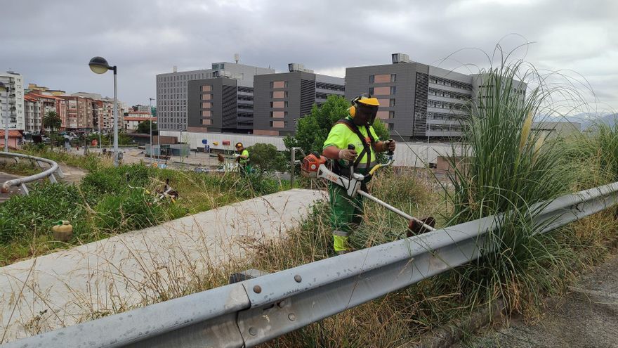 Eliminación de plumeros del entorno de Valdecilla para reducir el riesgo de alergia
