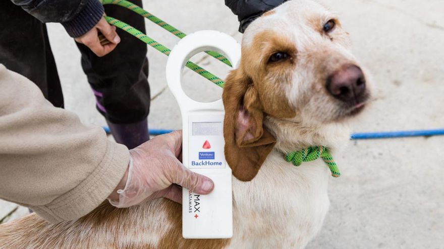 Perro en el centro de protección animal de la DPZ