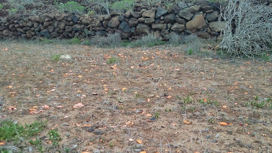 Ecologistas denuncian un nuevo campeonato de tiro en la misma zona de Tenerife donde otra competición dejó abundantes residuos